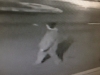 2011-27826suspect2