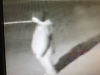 2011-27826suspect4