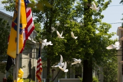 Doves