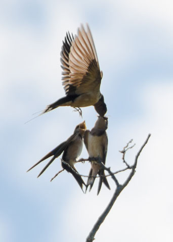 BarnSwallows-photo-by-Michele-McGlynn-LoManto