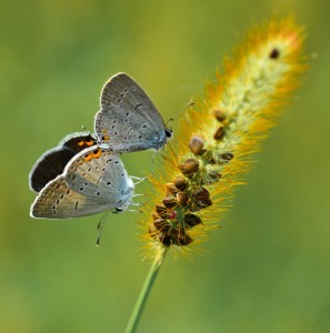 EasternBlue-tailedWeb-photo-by-Michele-McGlynn-LoManto